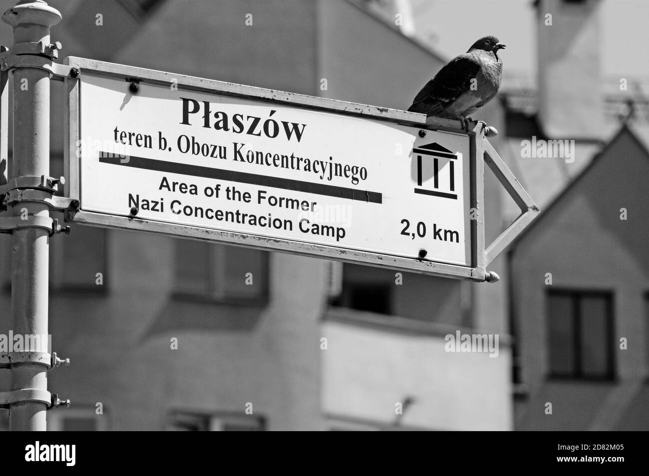 Un pigeon est assis sur un panneau indiquant Plaszow, une zone de l'ancien camp de concentration pour la plupart des Juifs polonais au sud de Cracovie, en Pologne. Banque D'Images