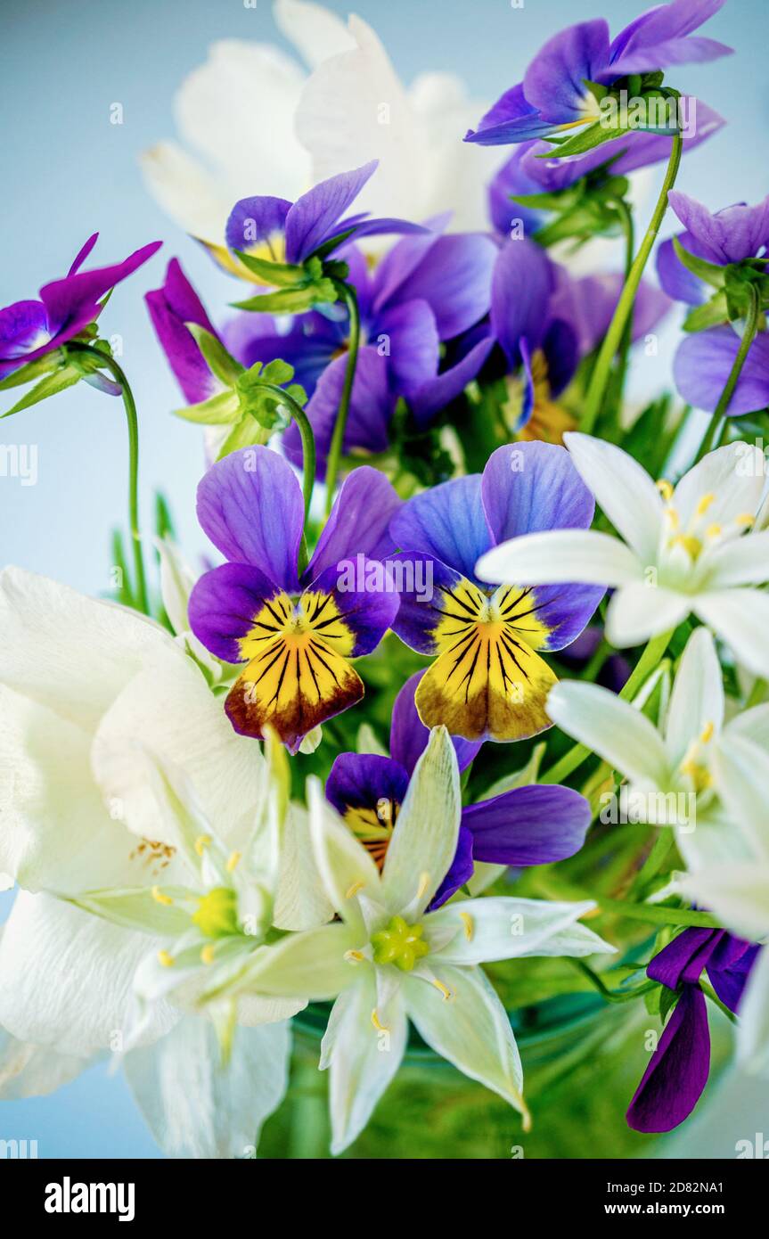 bouquet de petites fleurs d'oignon blanc sauvage et pansies violettes dans un vase. Gros plan, mise au point sélective Banque D'Images