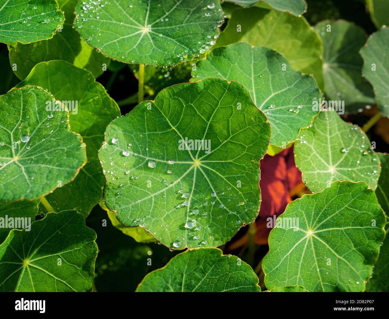 Gros plan des gouttelettes d'eau sur les feuilles de naturtium qui poussent dans un jardin britannique. Banque D'Images