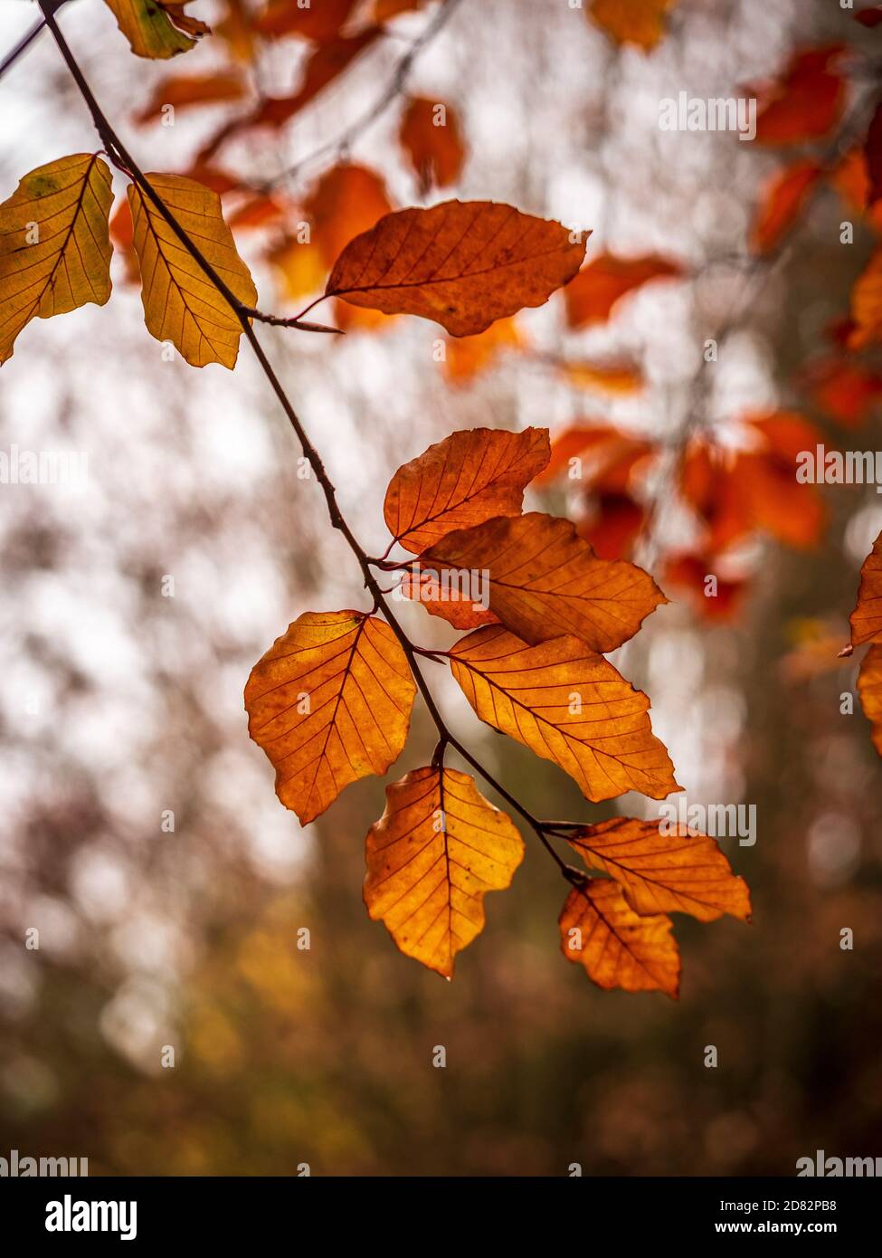Gros plan de feuilles d'arbre Beech dorées et rétroéclairées en automne. Banque D'Images