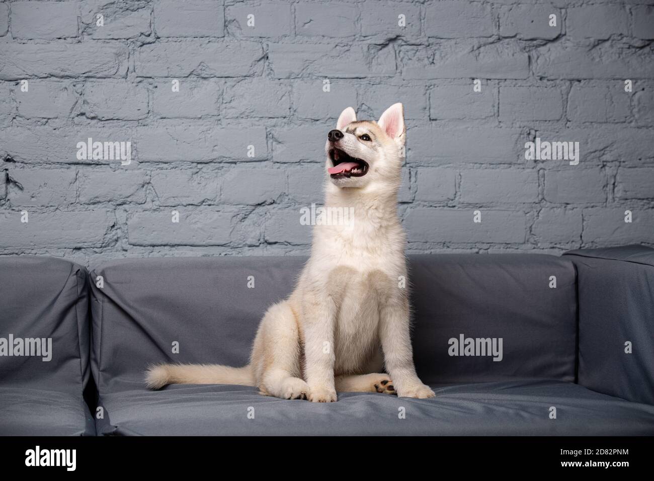 Chien drôle husky race 2.5 mois de couleur claire sur un canapé gris à la maison sur un fond de mur de briques. Visage souriant d'un chien domestique pur avec Banque D'Images