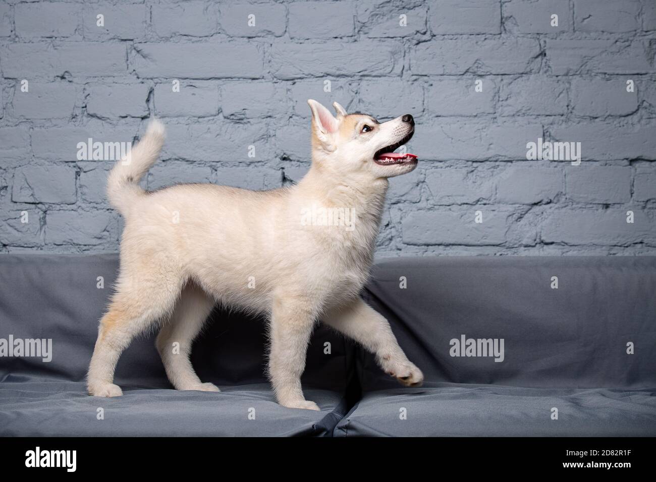 Un chiot léger et moelleux de la race Husky sibérienne joue avec un visage  drôle sur le canapé à la maison. Chien bébé femelle fauve husky dans des  appartements de style loft