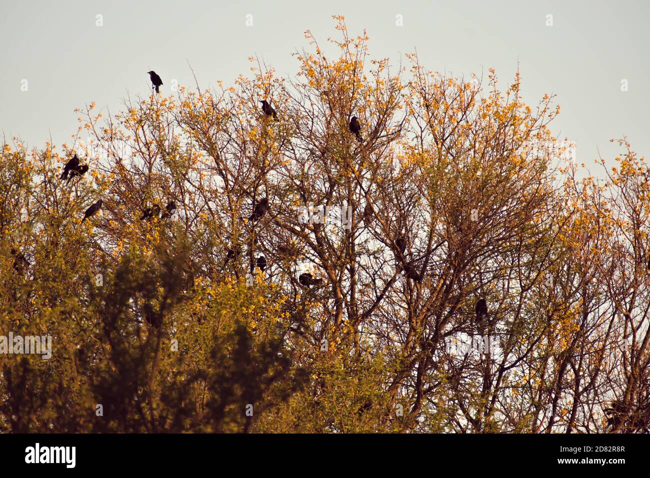 Observation d'oiseaux dans un sanctuaire naturel Banque D'Images