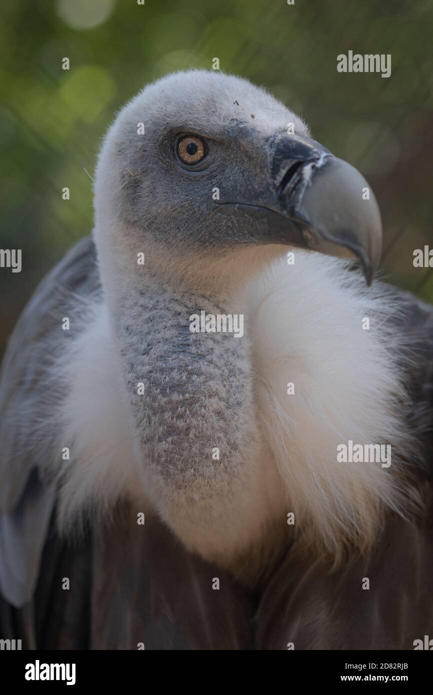 Rare Griffon vautour dans un zoo face à l'appareil photo, gros plan Banque D'Images