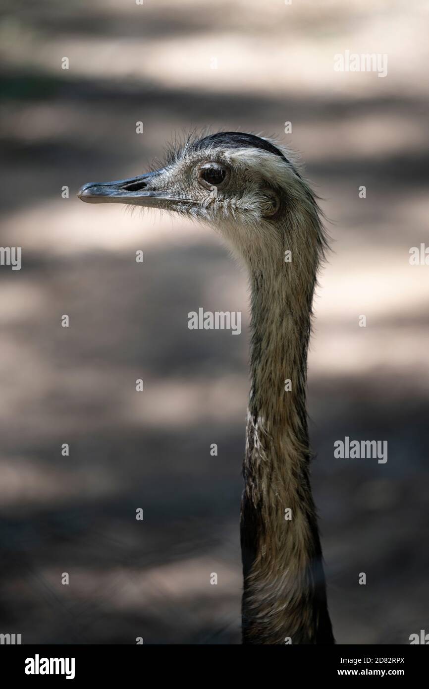 Gros plan sur un visage de nandou dans un zoo, long cou Banque D'Images