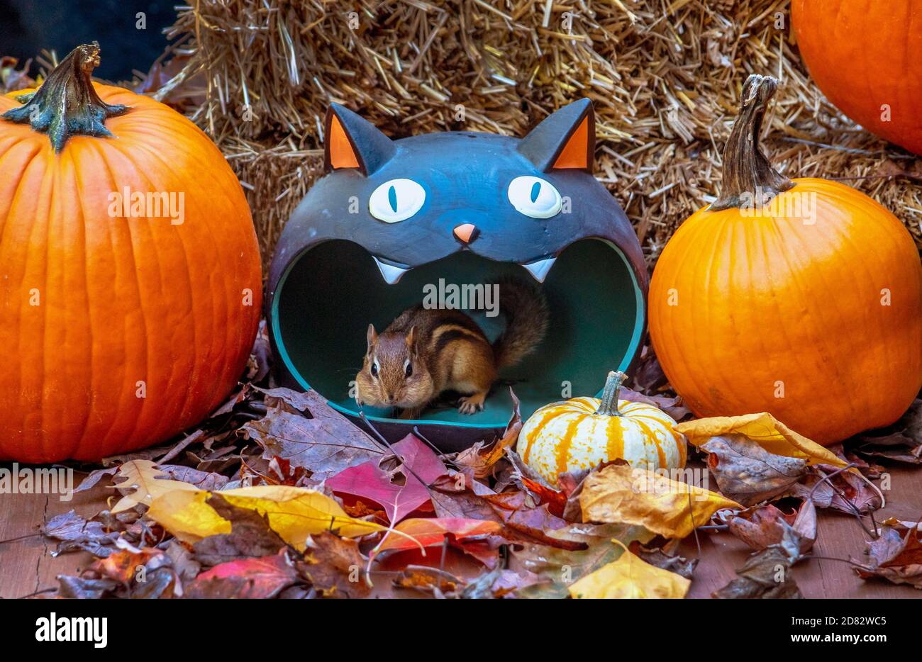 Un joli étalage d'Halloween a un visiteur dans la bouche de chat... un curieux chipmunk rayé Banque D'Images