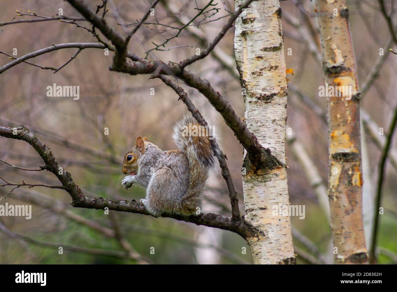 Assis sur un arbre de l'écureuil Banque D'Images