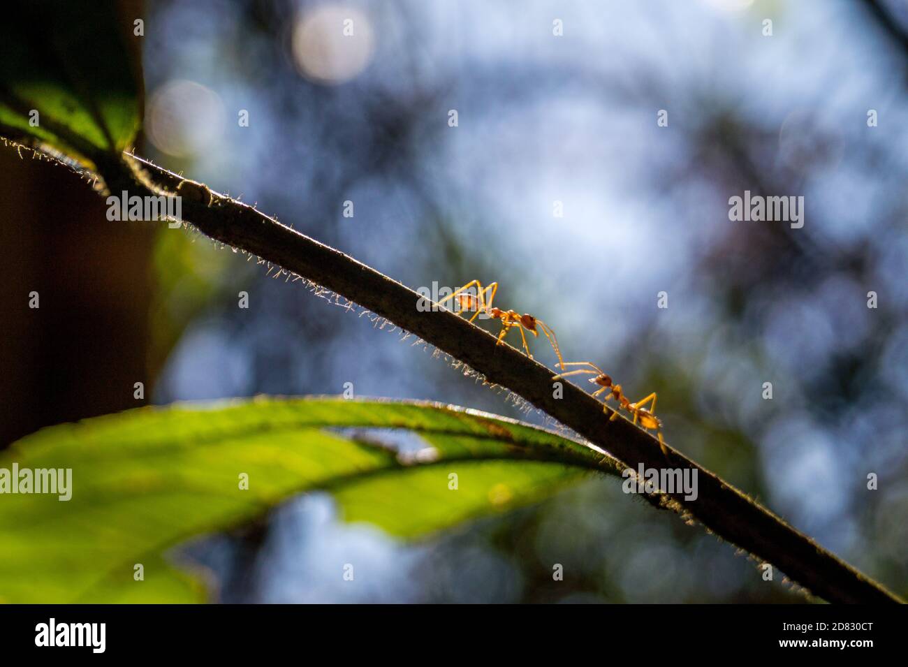 Les fourmis se rencontrent dans une succursale Banque D'Images