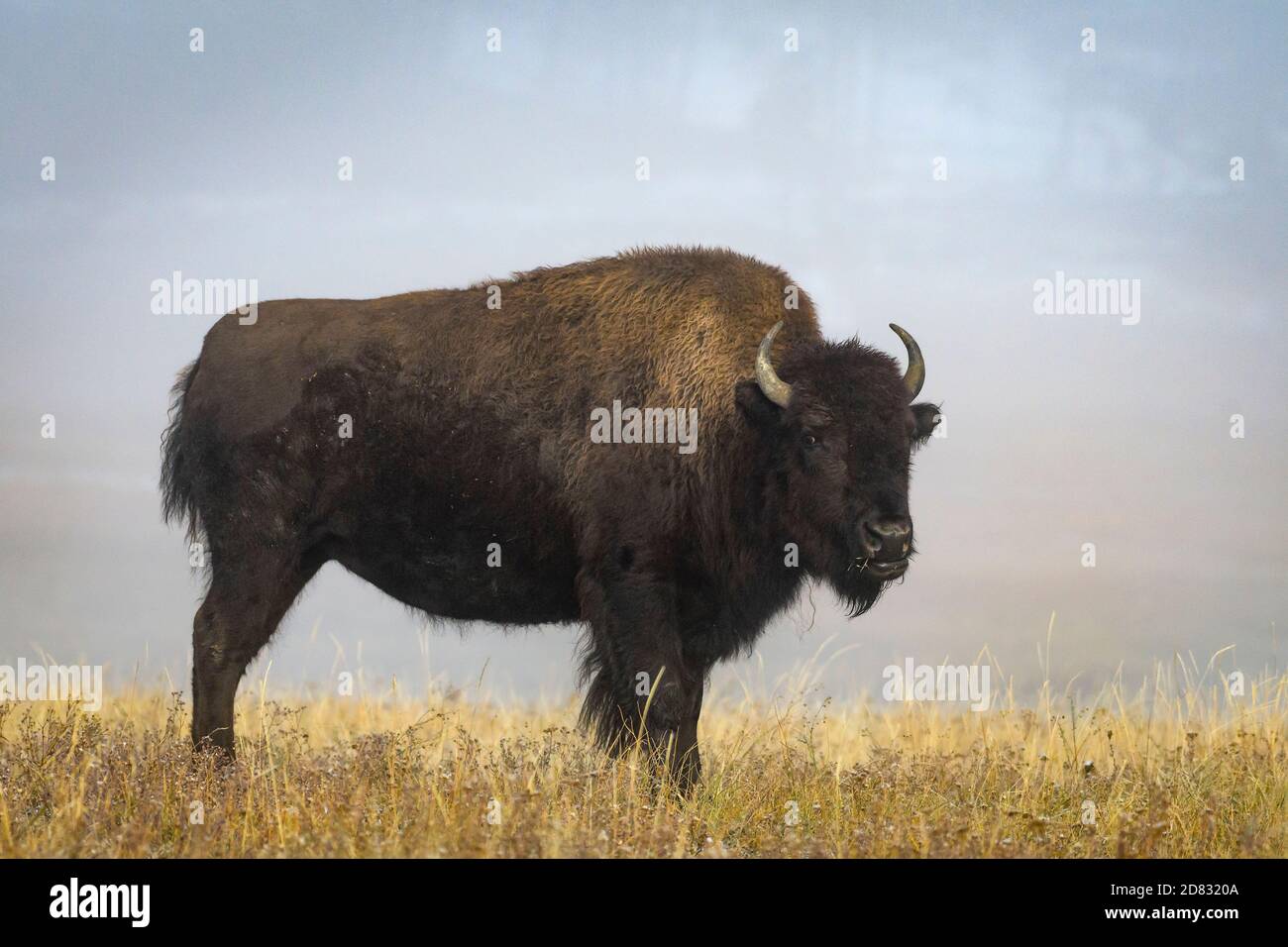 Le bison dans le brouillard. Appartements Fontaine, le Parc National de Yellowstone, Wyoming. Banque D'Images