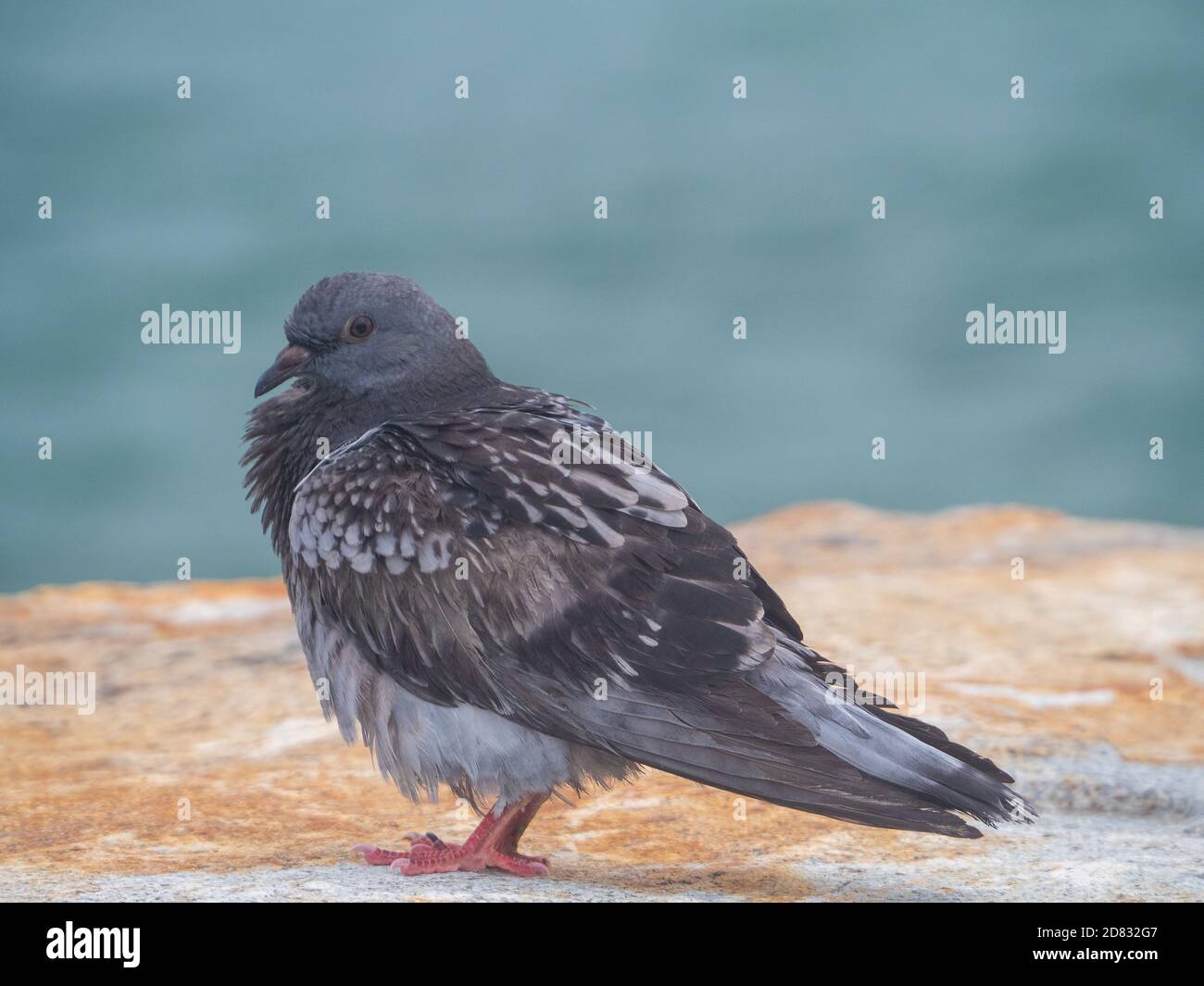 Oiseau, Puffy Pigeon, Un rocher gris humide Dove debout sur un rocher au bord de la mer, gonflé et s'assèchant, bleu flou fond de l'océan, Australie Banque D'Images