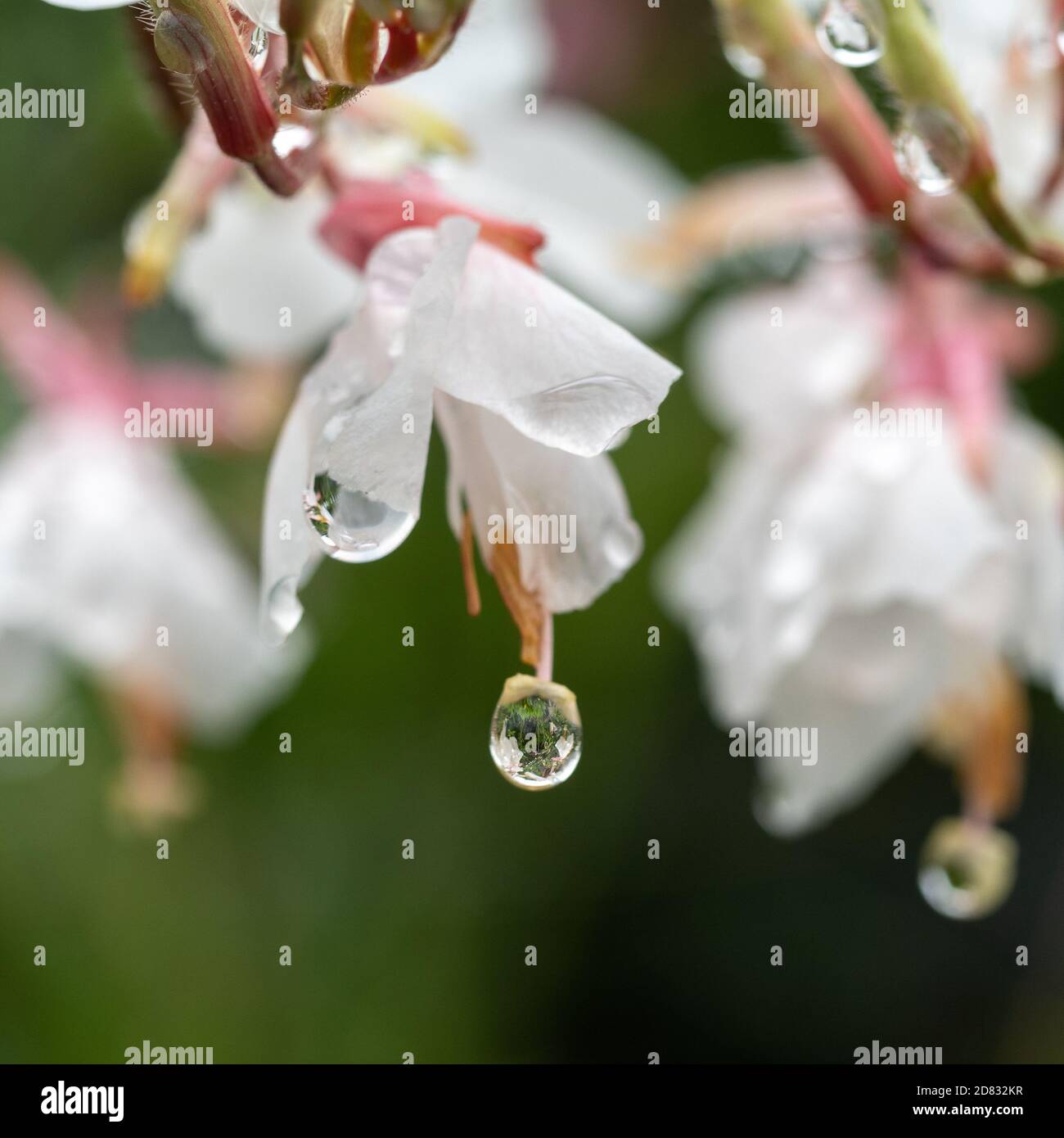 Fleurs Gaura rose les plus humides de la pluie, une goutte accrochée par un fil prêt à tomber, fond vert flou Banque D'Images