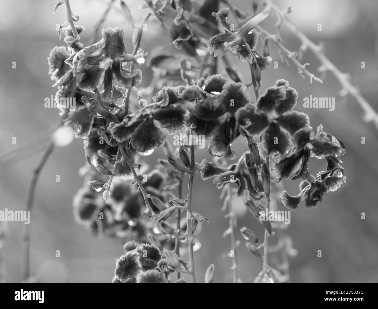 Un noir et blanc des superbes fleurs de la plante Geisha Girl, frais et humide et goutter avec des gouttes d'eau pétillantes de la pluie Banque D'Images