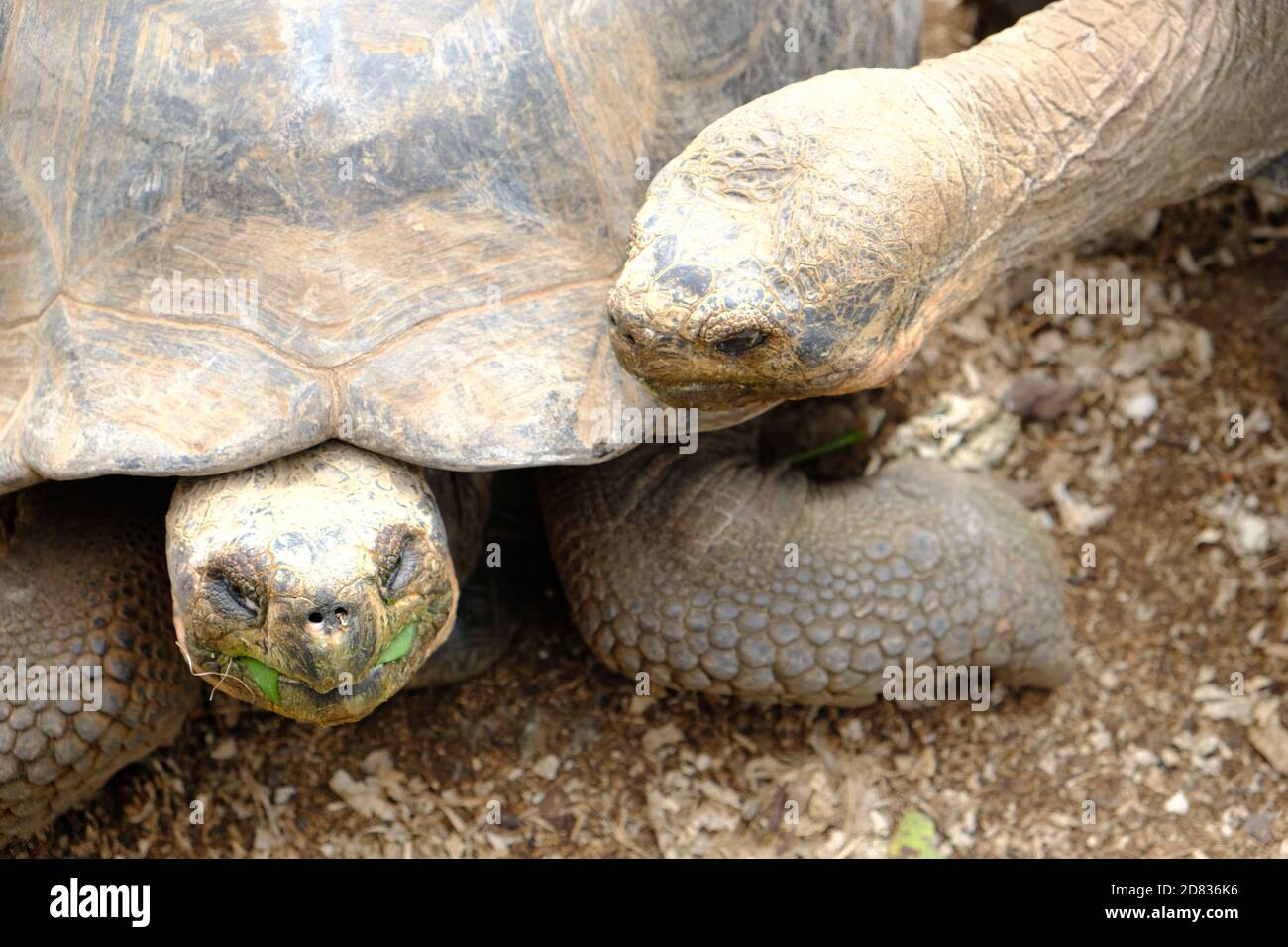 Équateur Îles Galapagos - Île de Santa Cruz Tortue Giant Galapagos À la station de recherche Charles Darwin Banque D'Images