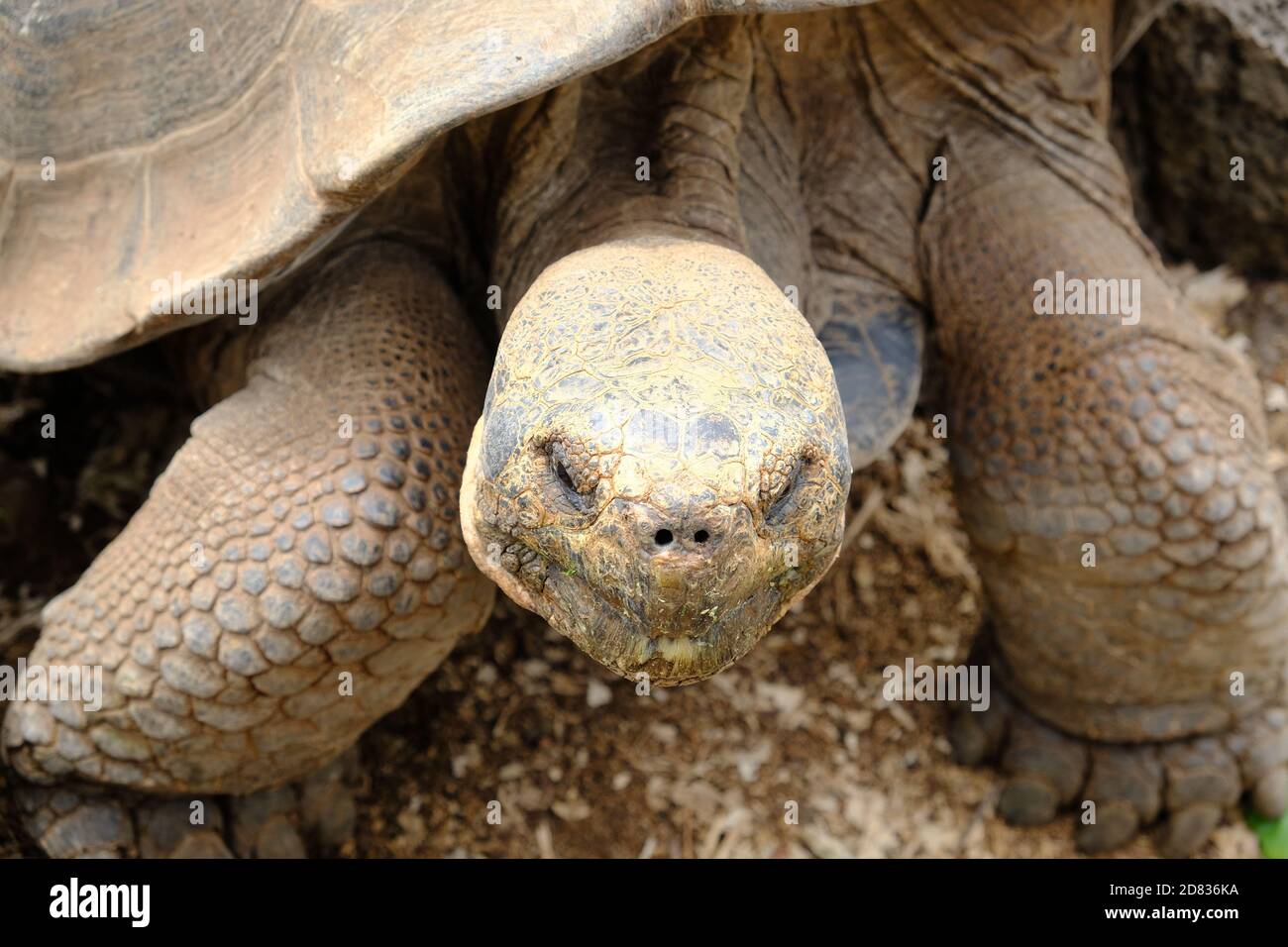 Équateur Îles Galapagos - couple des îles de Santa Cruz Giant Galapagos tortue à la station de recherche Charles Darwin Banque D'Images