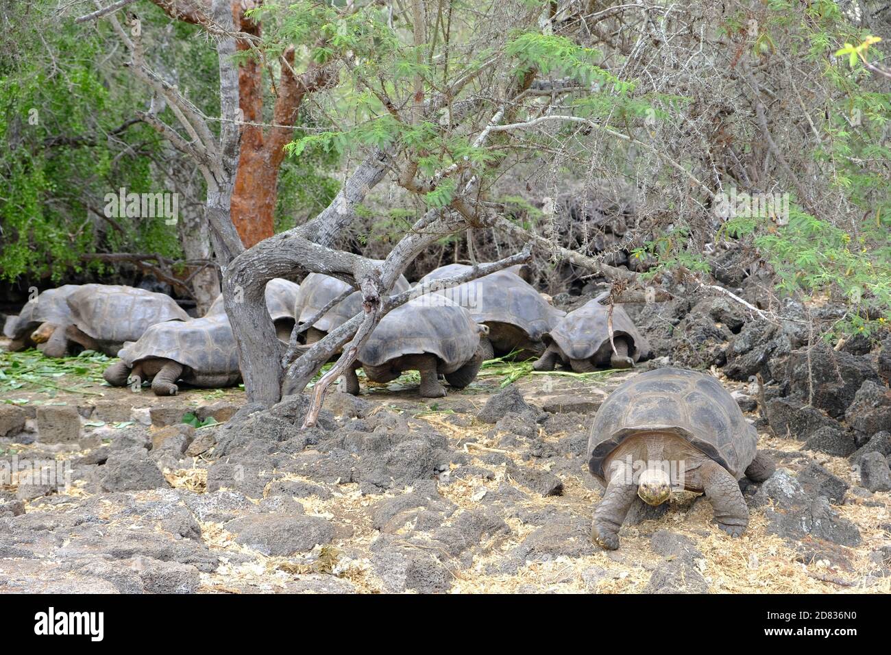 Équateur Îles Galapagos - Île de Santa Cruz Tortue Giant Galapagos À la station de recherche Charles Darwin Banque D'Images