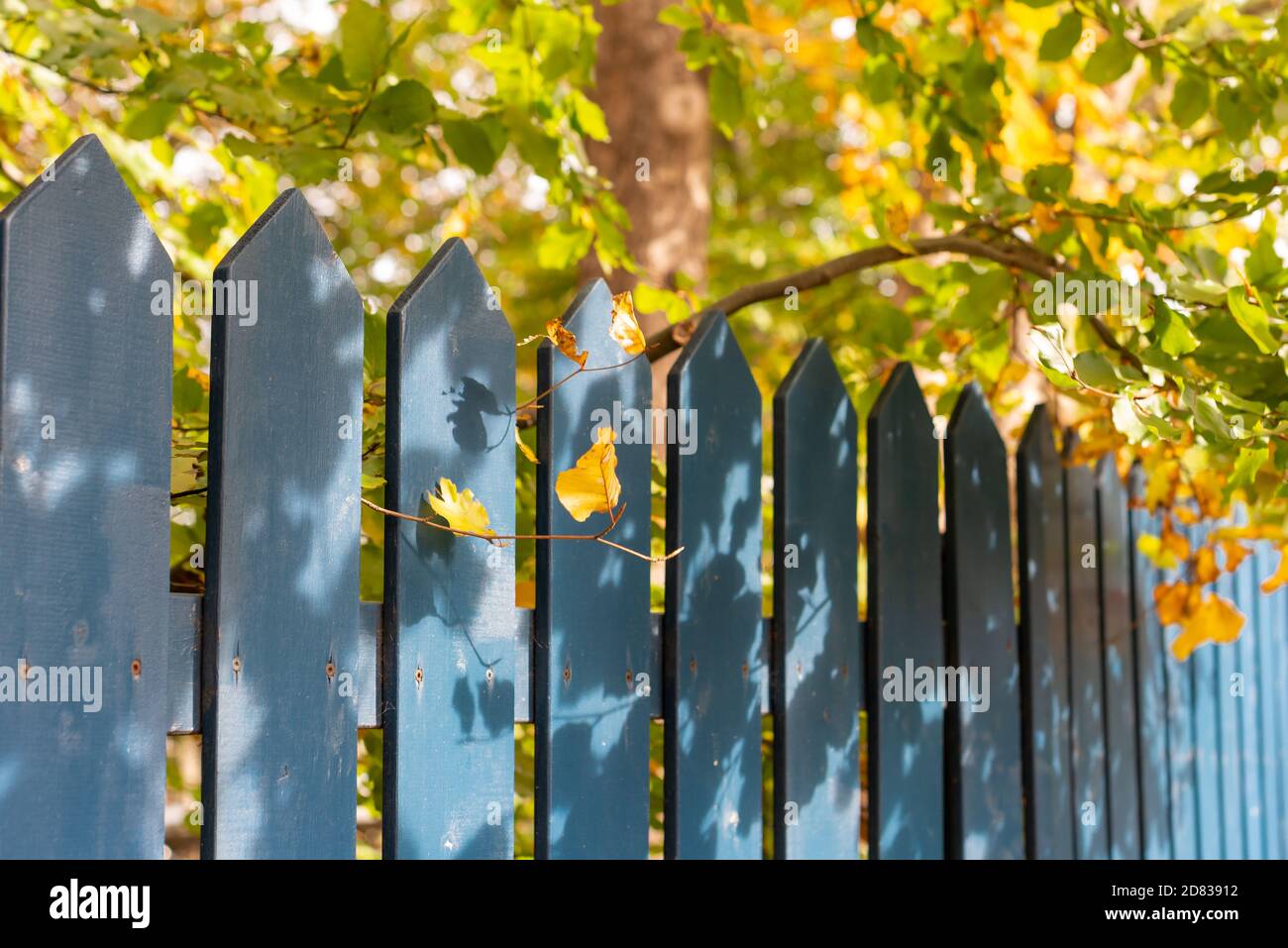 Une clôture en bois bleu avec un châtaignier en arrière-plan. Les feuilles de l'arbre sont de couleur verte à orange. Banque D'Images