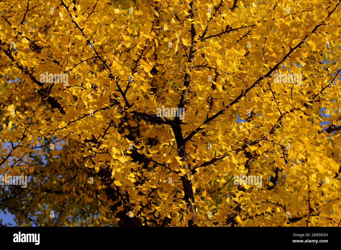 Le feuillage jaune du beurre fou d'un gros arbre ginko (Ginkgo biloba) mûr lors d'une journée ensoleillée d'automne à Ottawa, Ontario, Canada. Banque D'Images