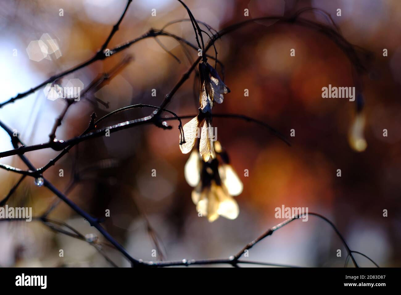 Les graines d'un hélicoptère incandescent d'une érable d'amour (Acer ginnala) lors d'une matinée ensoleillée à Ottawa, Ontario, Canada. Banque D'Images