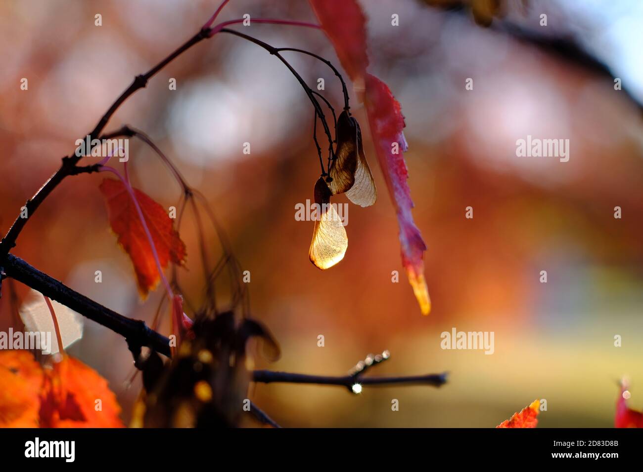 Graine d'hélicoptère brillante et feuille rouge d'érable d'amur (Acer ginnala) en couleur d'automne lors d'une matinée ensoleillée à Ottawa, Ontario, Canada. Banque D'Images