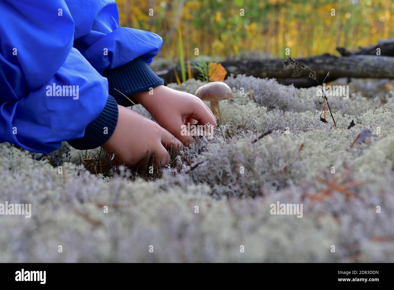 Les mains coupent l'un des deux champignons trouvés, en mousse bleue. Banque D'Images