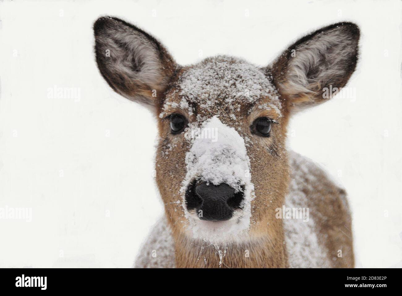 Un gros plan d'une neige locale a couvert le visage d'un cerf en hiver à Mission Marsh, Thunder Bay, Ontario, Canada. Banque D'Images