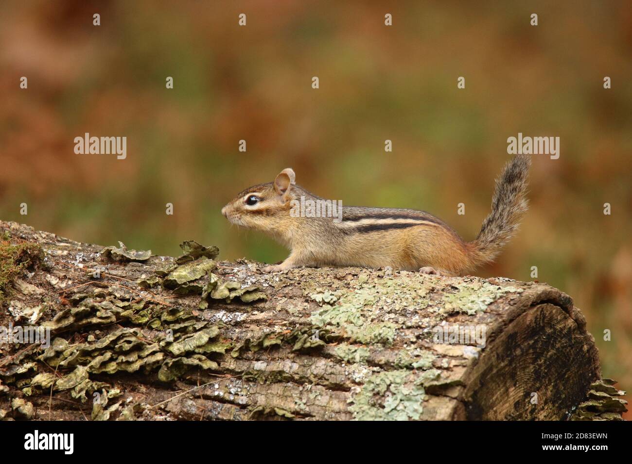 Chipmunk de l'est Tamias striatus reposant sur une bûche à l'automne Banque D'Images