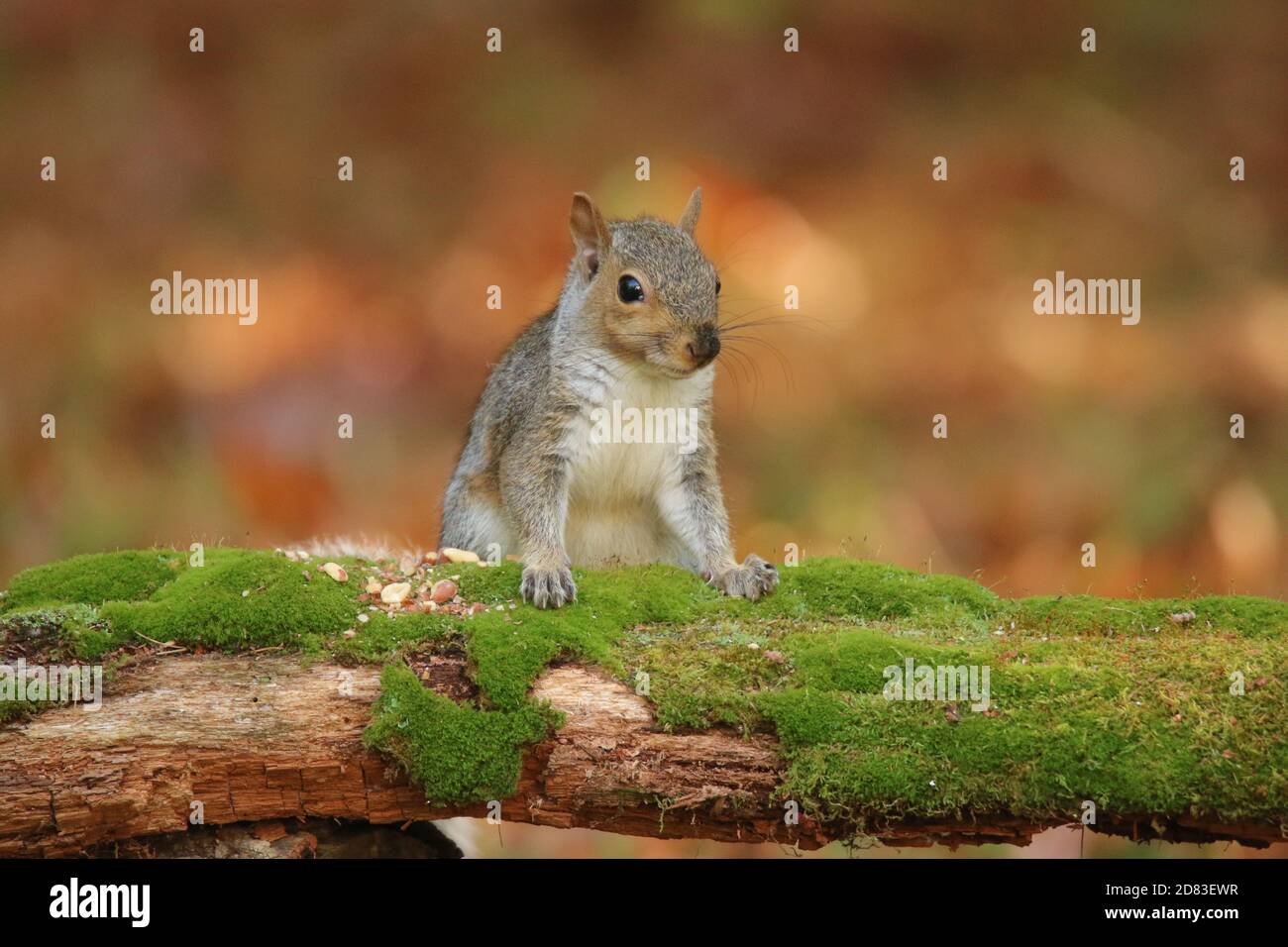 Écureuil gris Sciurus carolinensis sur une bûche de mousse à l'automne manger des arachides Banque D'Images