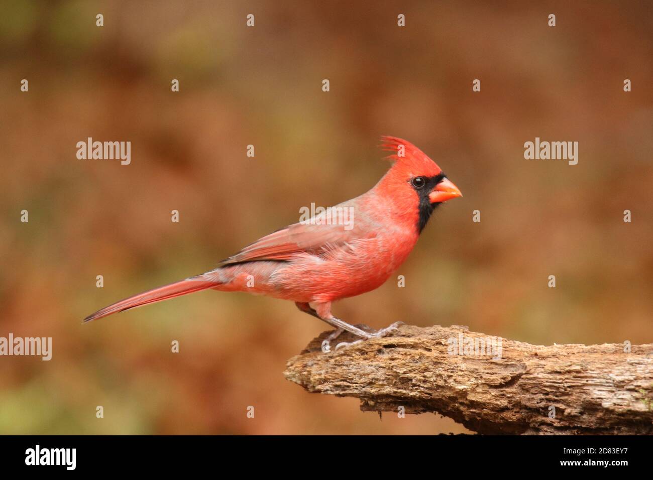 Cardinal du Nord mâle Cardinalis cardinalis perching sur une connexion Automne Banque D'Images