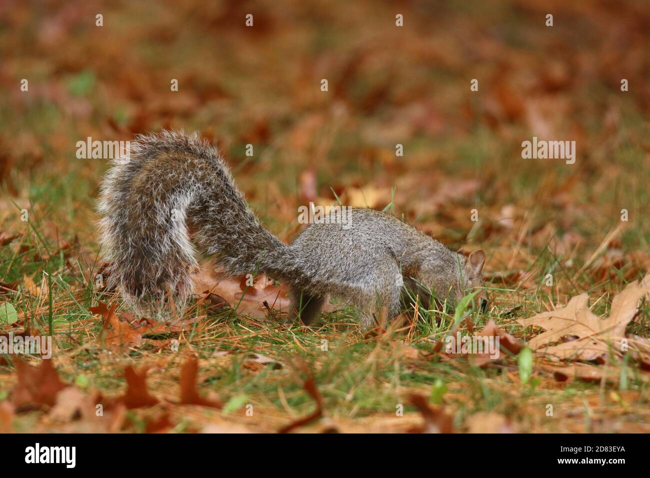 Écureuil gris américain Sciurus carolinensis enterrant des acornes à l'automne conserver à l'écart pour l'hiver Banque D'Images