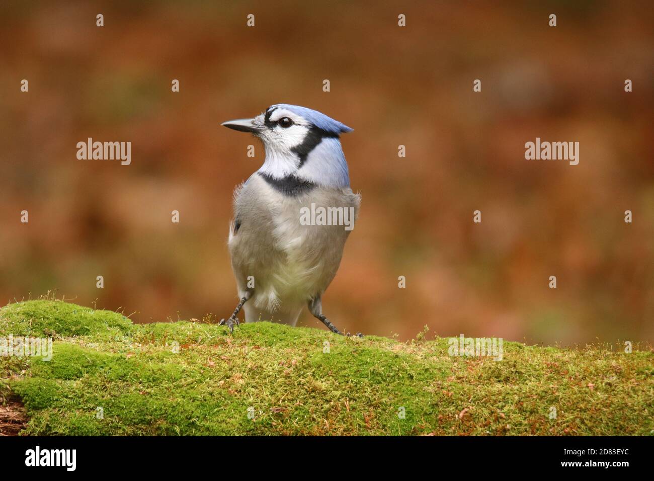 Blue Jay Cyanocitta cristata perching sur une connexion de mousse Automne Banque D'Images