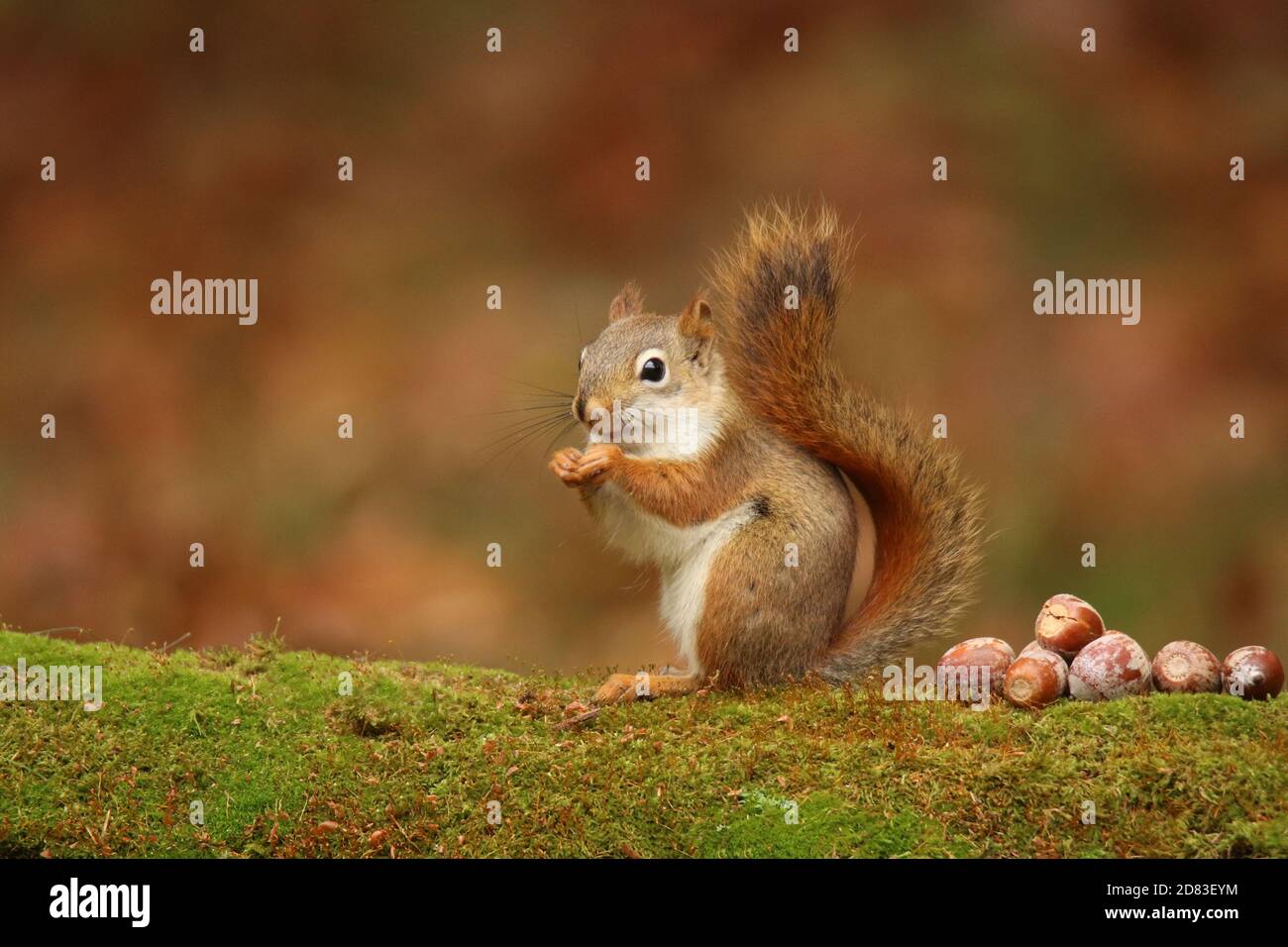 Écureuil roux américain Tamiasciurus hudsonicus assis sur une branche de mousse En automne avec des glands Banque D'Images