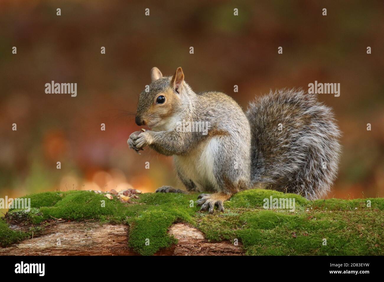 Écureuil gris Sciurus carolinensis en automne manger des noix sur un log moussy Banque D'Images