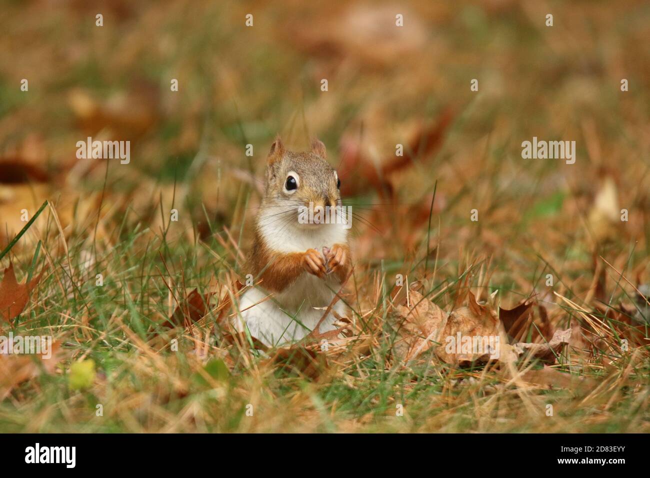 Petit écureuil rouge Tamiasciurus hudsonicus pourvoyant dans les feuilles d'automne et l'herbe Banque D'Images