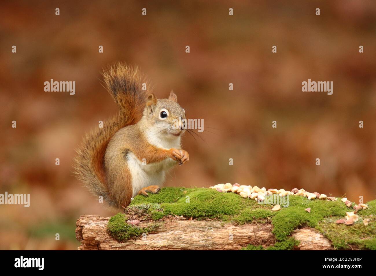 Écureuil roux américain Tamiasciurus hudsonicus assis sur une bûche de mousse En automne manger des arachides Banque D'Images