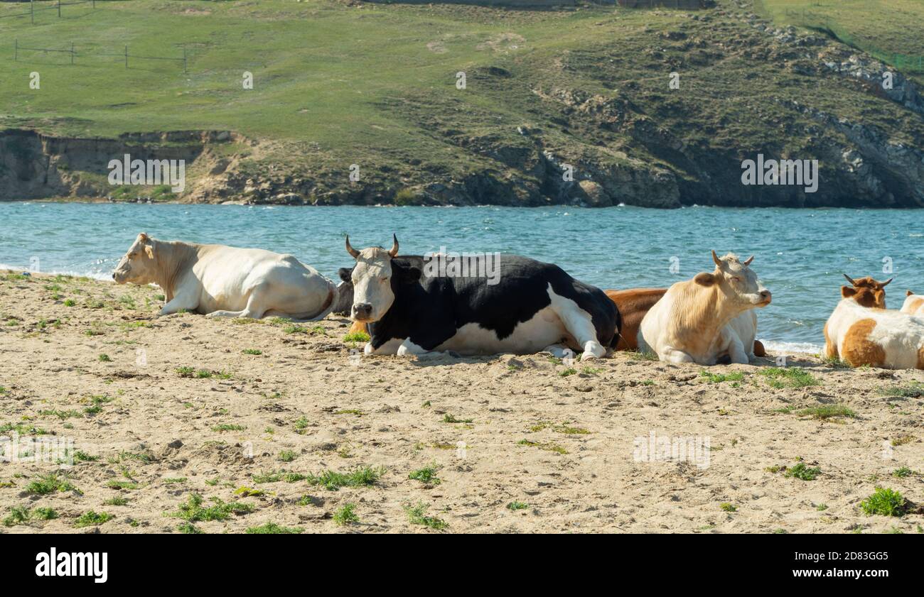 les vaches se trouvent sur une plage de sable, les animaux se prélassent au soleil. Bétail sur la côte de mer. Magnifique fond de nature. Banque D'Images