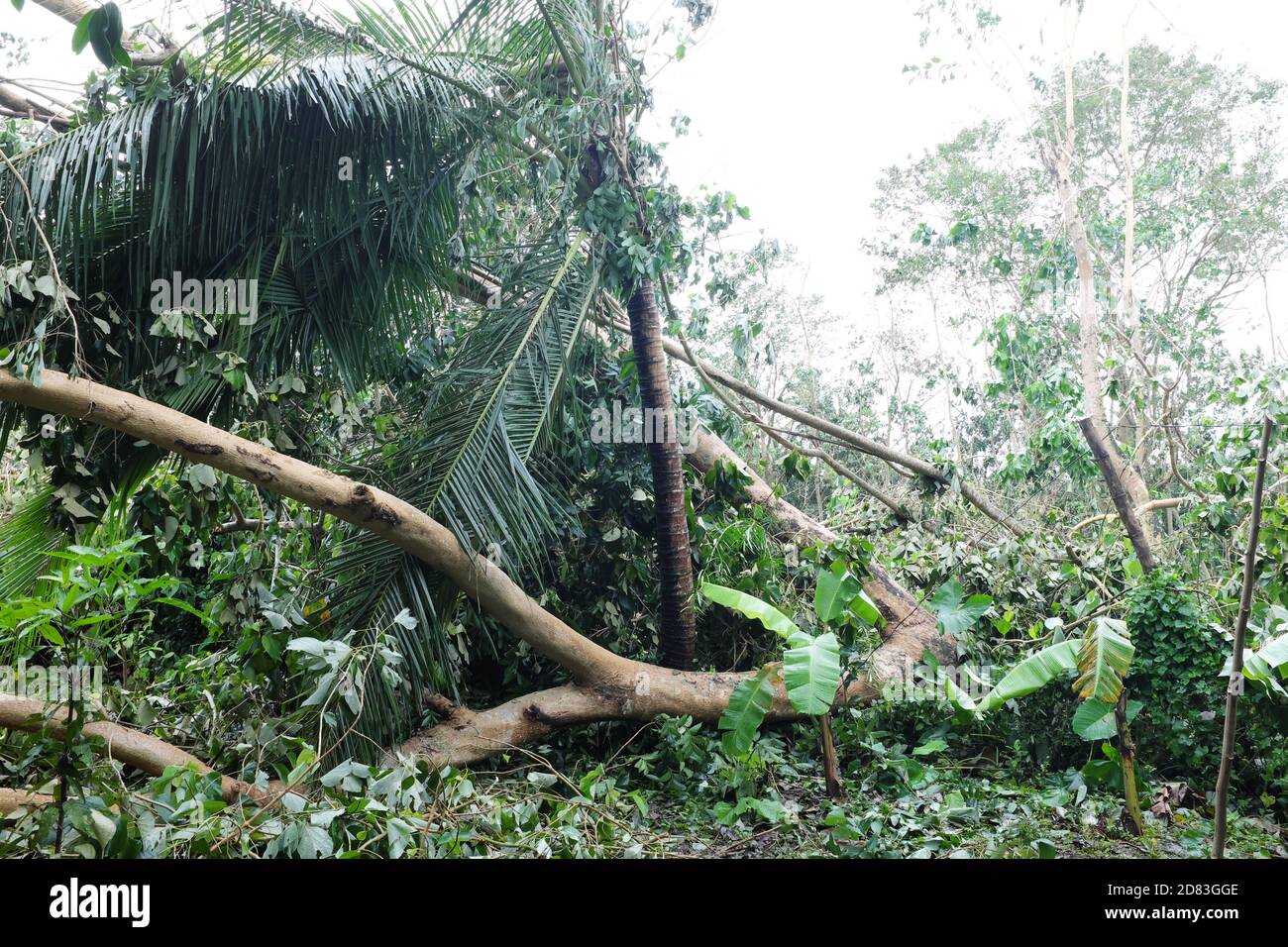 Arbres déracinés et déchus en raison du typhon ou de la tempête tropicale Quinta ou Molave séquelles dans la province de Batangas, dans le sud de Luzon, aux Philippines. Banque D'Images