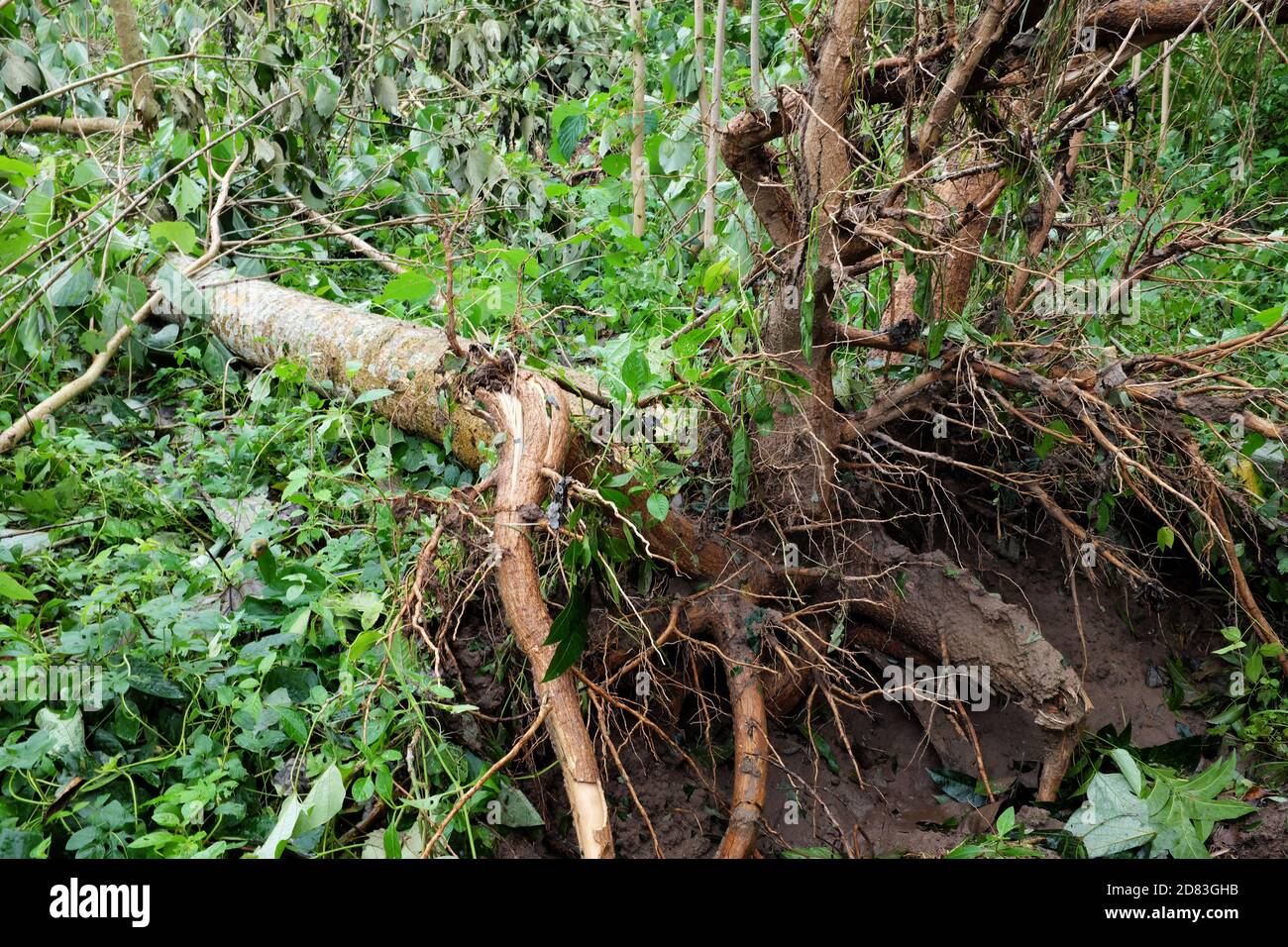 Arbres déracinés et déchus en raison du typhon ou de la tempête tropicale Quinta ou Molave séquelles dans la province de Batangas, dans le sud de Luzon, aux Philippines. Banque D'Images