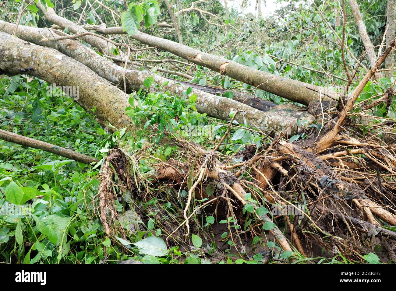 Arbres déracinés et déchus en raison du typhon ou de la tempête tropicale Quinta ou Molave séquelles dans la province de Batangas, dans le sud de Luzon, aux Philippines. Banque D'Images