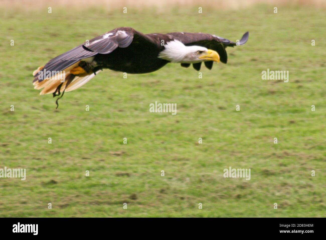 Un aigle à tête blanche vole en vol Banque D'Images