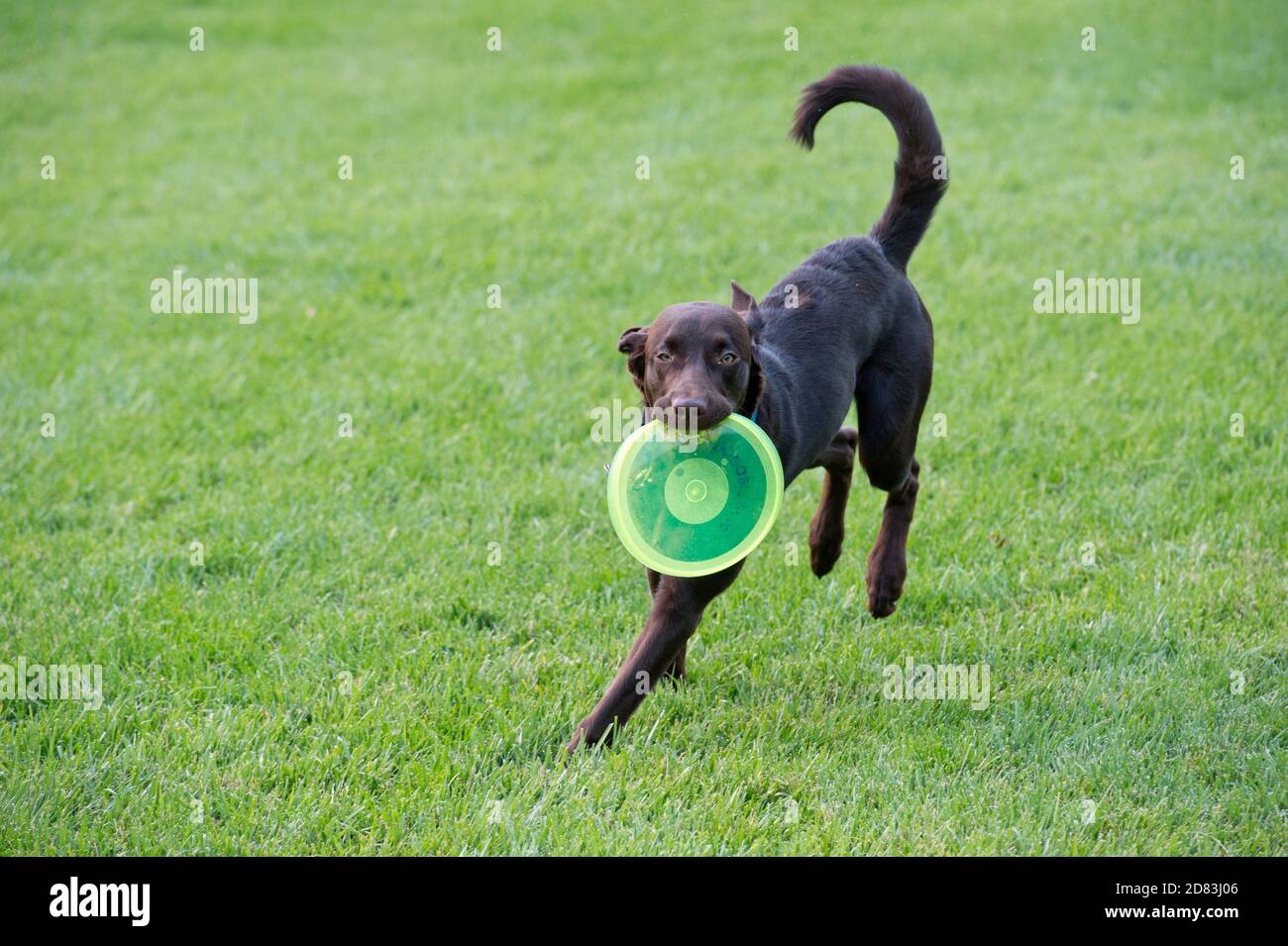 Chocolate Labrador Retriever en cours d'exécution avec Frisbee, Banque D'Images