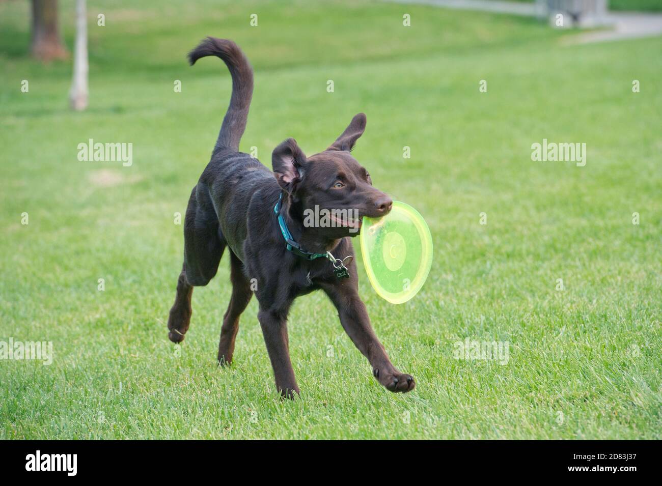 Chocolate Labrador Retriever en cours d'exécution avec Frisbee, Banque D'Images