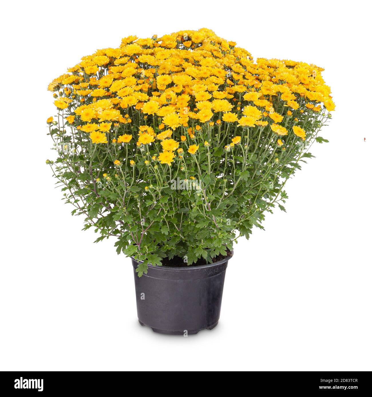 Chrysanthème jaune fleurs multiflorales en pot sur fond blanc Banque D'Images