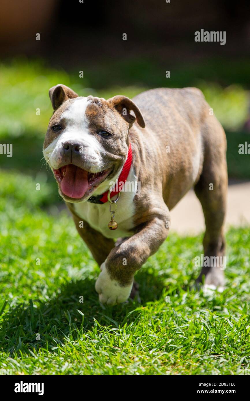 Un heureux chien bleu bringé de staffordshire de course dans le Jardin le 27 octobre 2020 Banque D'Images
