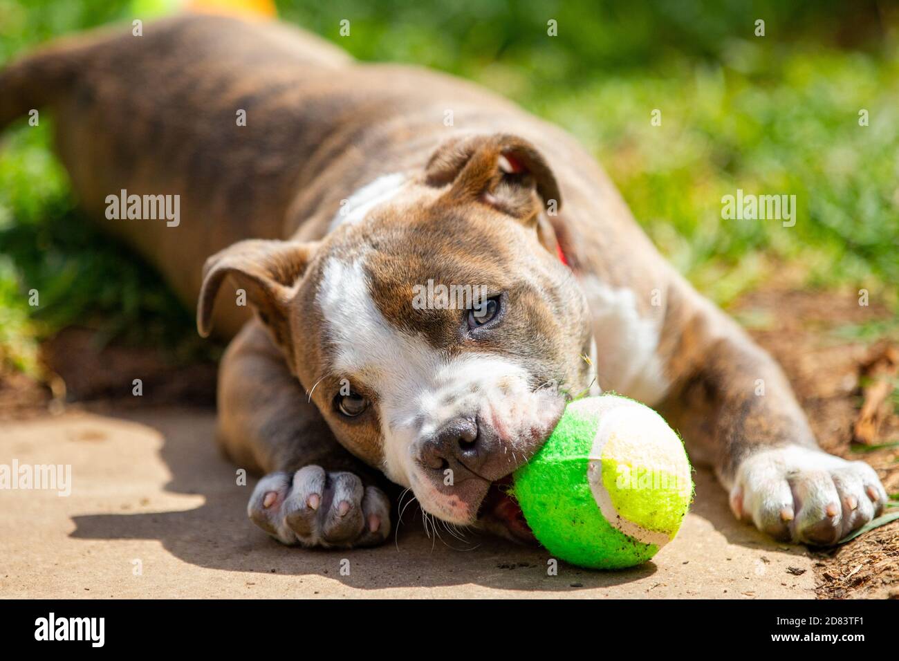 Un chiot brun bleu américain staffordshire jouant dans l'arrière-cour Le 27 octobre 2020 Banque D'Images