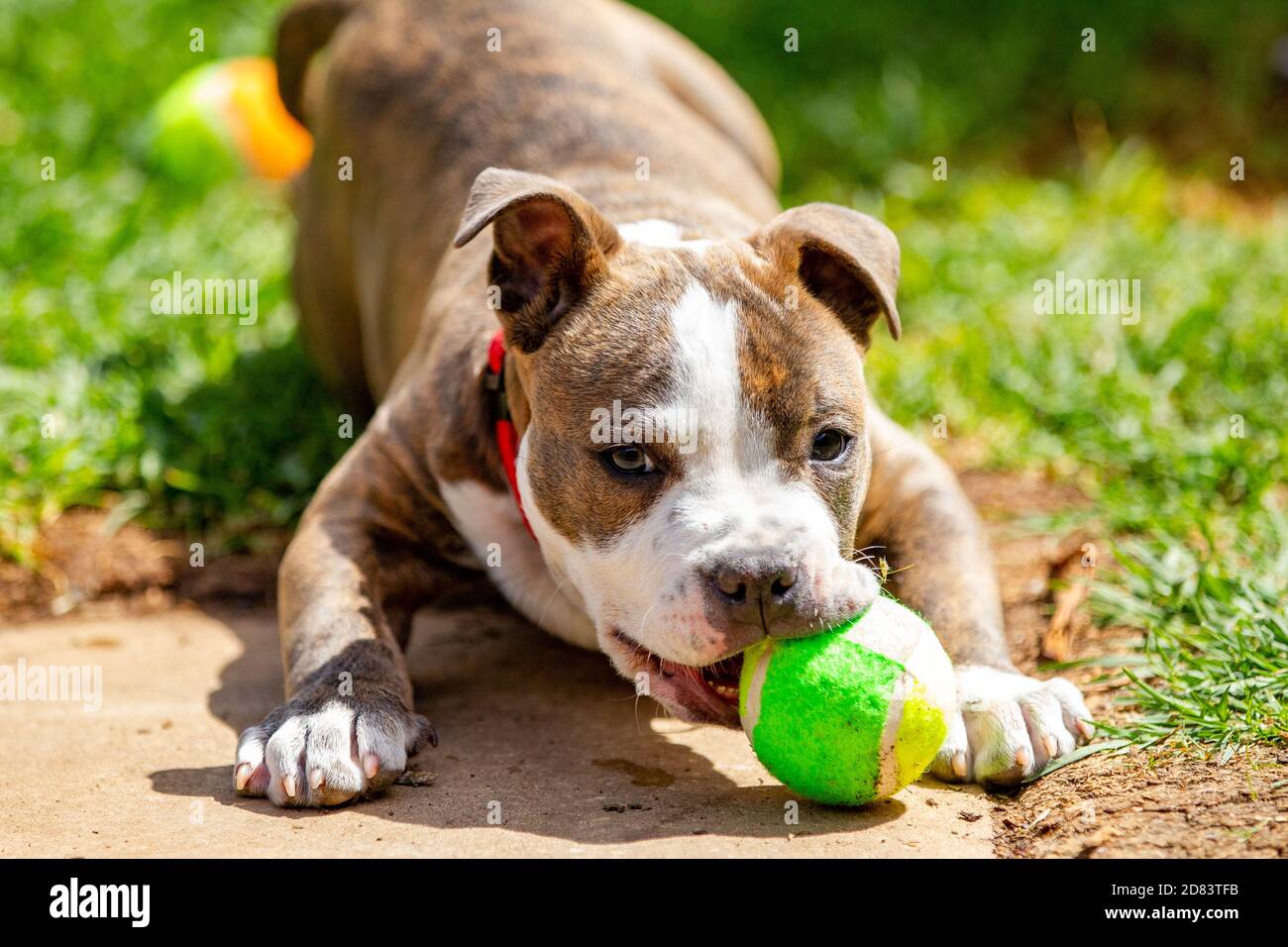 Un chiot brun bleu américain staffordshire jouant dans l'arrière-cour Le 27 octobre 2020 Banque D'Images