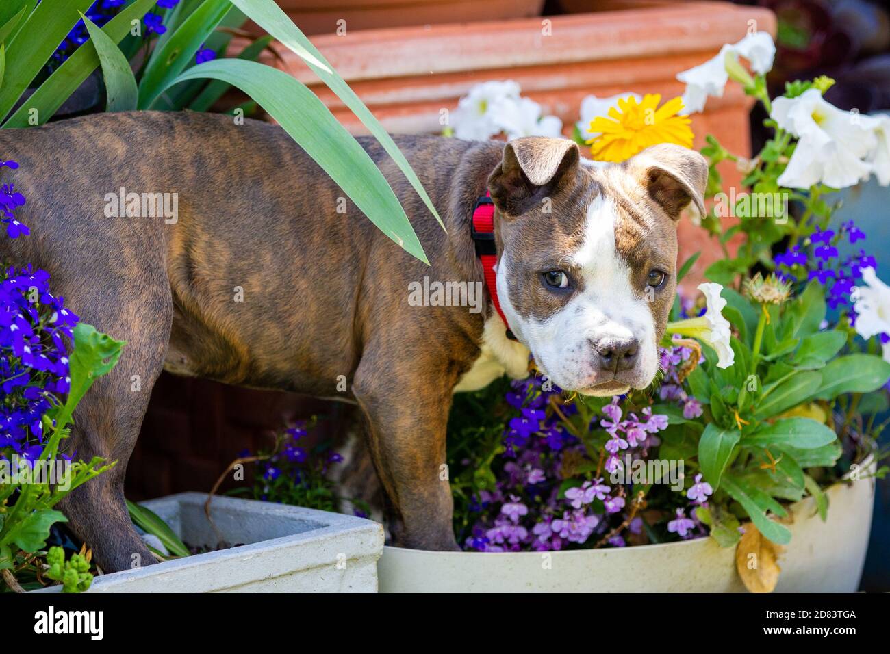 Un chiot brun bleu américain staffordshire jouant dans la fleur Pot le 27 octobre 2020 Banque D'Images