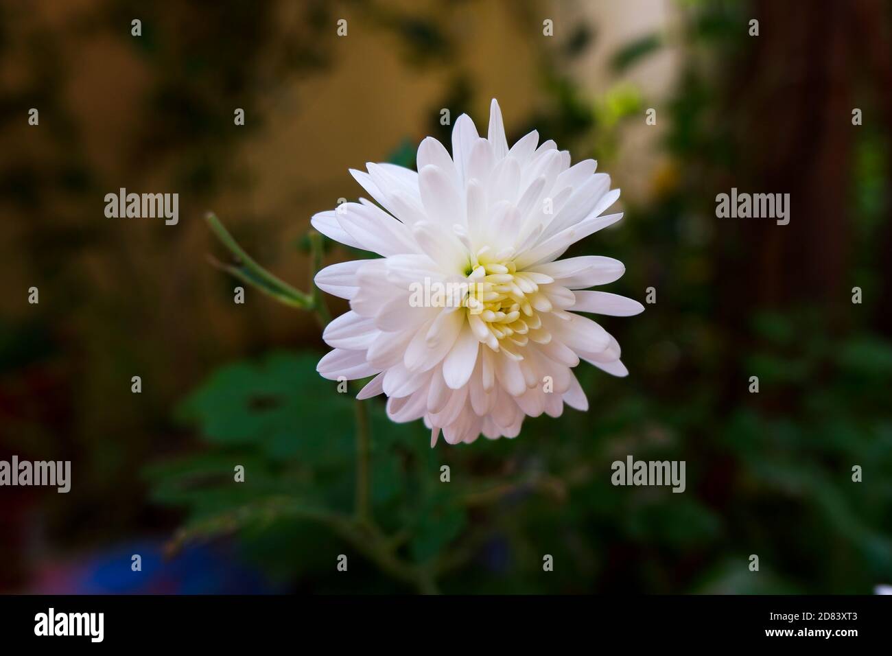 un gros plan de la fleur blanche de sevanthhi (chrysanthème) isolée dans jardin Banque D'Images