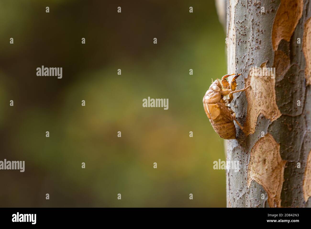 Insecte mue cicada sur un arbre dans la nature Banque D'Images