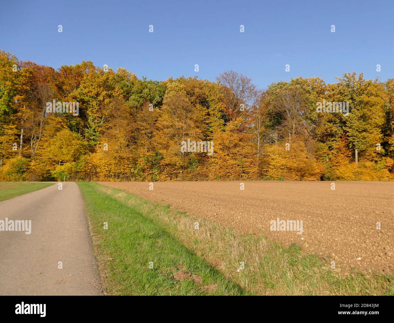 Forêt en automne dans de doux, la lumière ensoleillée Banque D'Images