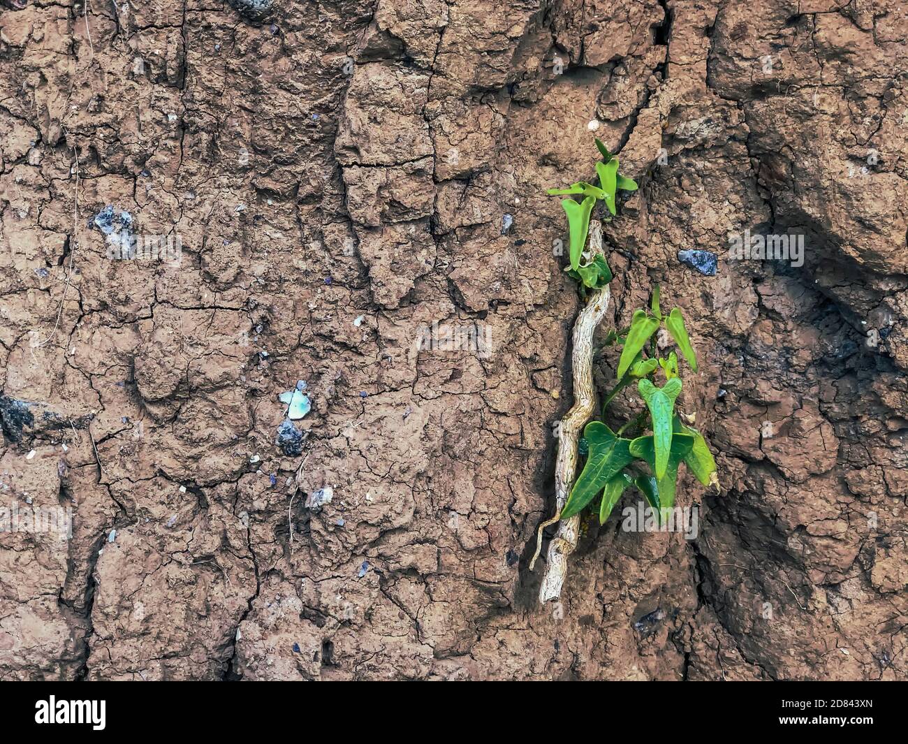 Terre fissurée, une coupe verticale de la côte de mer sur une falaise parsemée de pierres, de fragments de coquillages et de racine de lierre avec des feuilles vertes.photo en gros plan. Banque D'Images